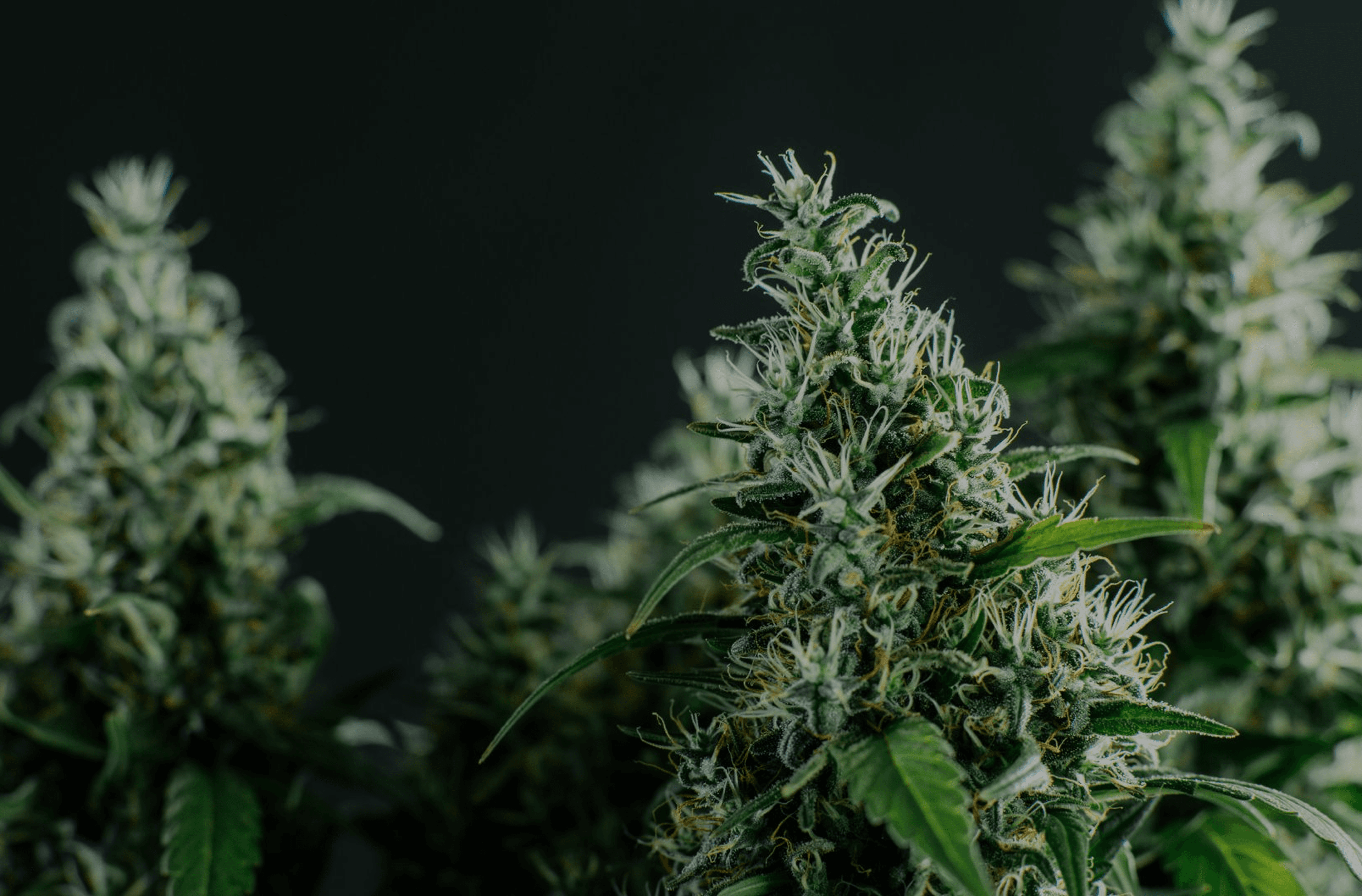Cannabis