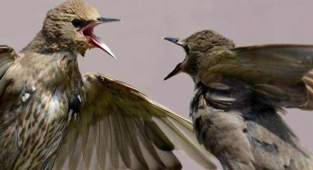 Avoid Giving In to Tantrums